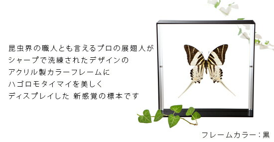 昆虫標本 蝶の標本 ハゴロモタイマイ アクリルフレーム 20cm角 黒 2