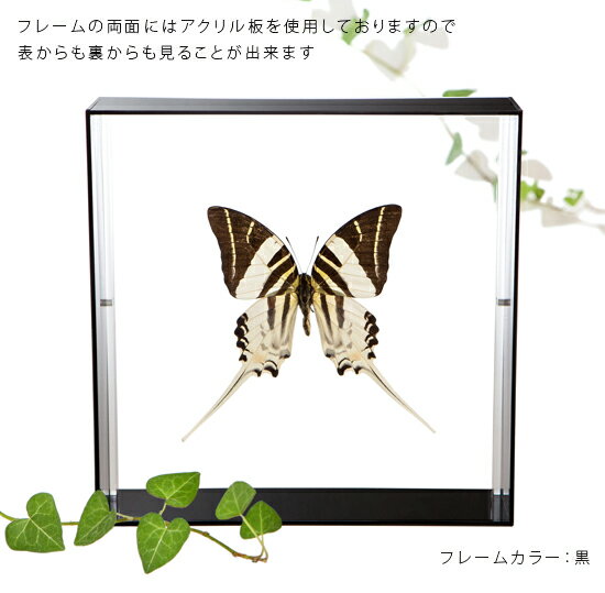 昆虫標本 蝶の標本 ハゴロモタイマイ アクリルフレーム 20cm角 黒 3