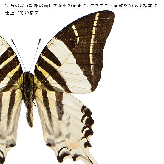ソプラノの昆虫標本 蝶の標本 ハゴロモタイマイ メタリック調ライトフレーム 24cm角｜アングル2
