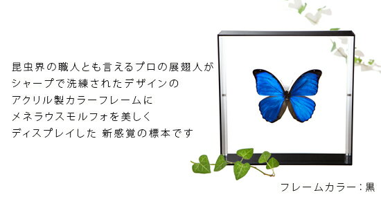 昆虫標本 蝶の標本 メネラウスモルフォ アクリルフレーム 20cm角 黒 2
