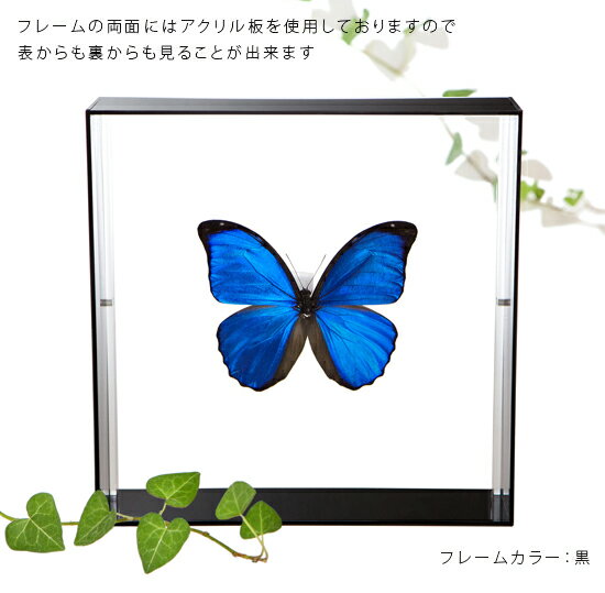 昆虫標本 蝶の標本 メネラウスモルフォ アクリルフレーム 20cm角 黒 3