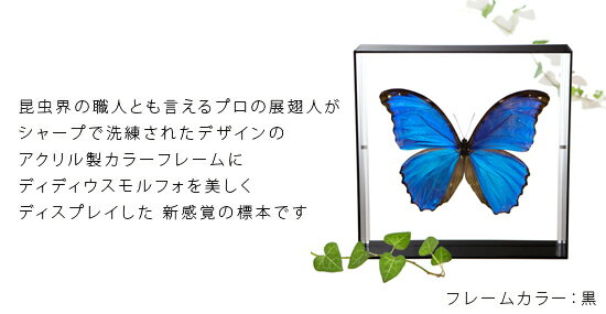 昆虫標本 蝶の標本 ディディウスモルフォ アク...の紹介画像2