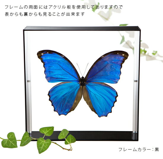 ����ɸ�� ĳ��ɸ�� �ǥ��ǥ��������ե� �������ե졼�� 20cm�� ��