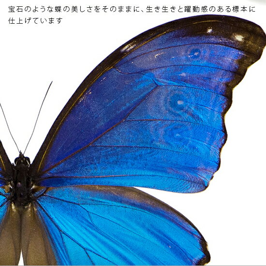 昆虫標本 蝶の標本 ディディウスモルフォ メタ...の紹介画像2
