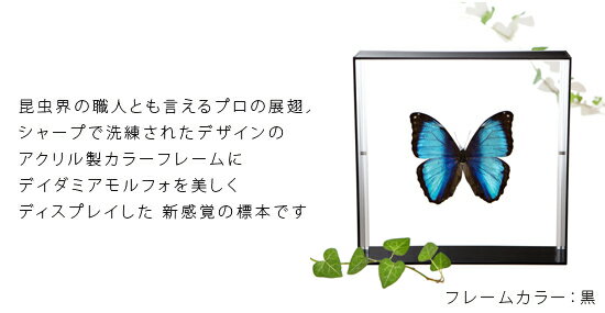 昆虫標本 蝶の標本 デイダミアモルフォ アクリ...の紹介画像2