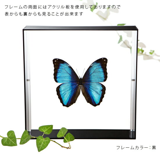 ����ɸ�� ĳ��ɸ�� �ǥ����ߥ����ե� �������ե졼�� 20cm�� ��