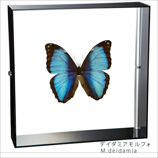 昆虫標本 蝶の標本 デイダミアモルフォ アクリルフレーム 20cm角 黒