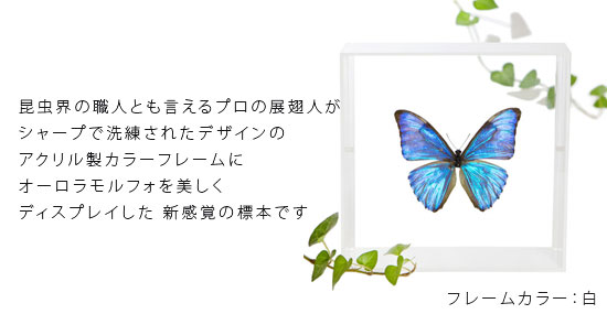 昆虫標本 蝶の標本 オーロラモルフォ アクリル...の紹介画像2