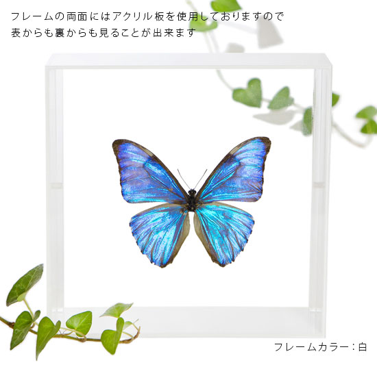 ����ɸ�� ĳ��ɸ�� ����������ե� �������ե졼�� 15cm�� ��