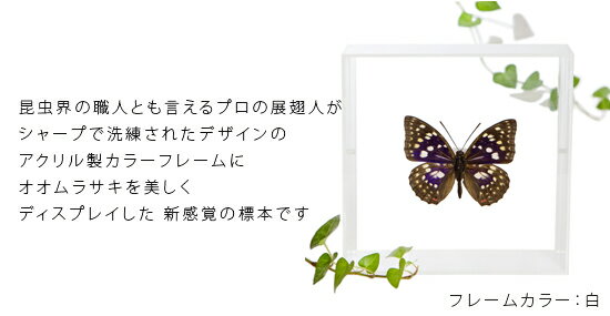 昆虫標本 蝶の標本 オオムラサキ アクリルフレーム 15cm角 白 2