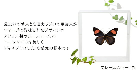 昆虫標本 蝶の標本 ベーツタテハ アクリルフレーム 15cm角 白 2