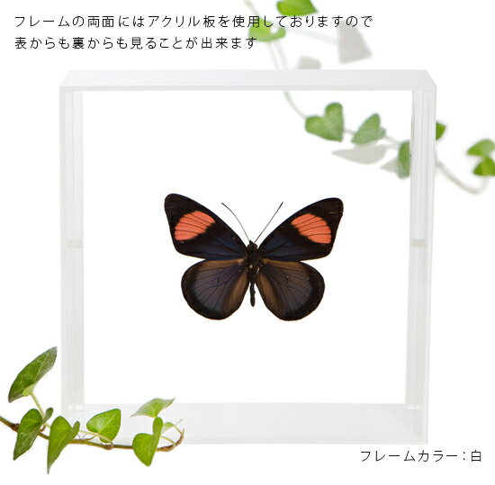 ����ɸ�� ĳ��ɸ�� �١��ĥ��ƥ� �������ե졼�� 15cm�� ��