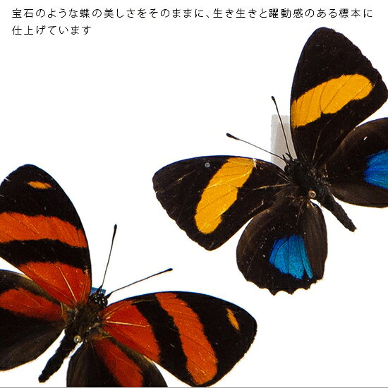 昆虫標本 蝶の標本 ウズマキタテハ 2頭 メタリック調ライトフレーム 19cm角