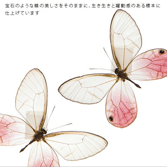 昆虫標本 蝶の標本 スカシジャノメ 2頭 メタリック調ライトフレーム 19cm角 2
