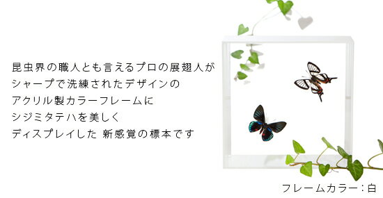 昆虫標本 蝶の標本 シジミタテハ 2頭 アクリルフレーム 15cm角 黒 2