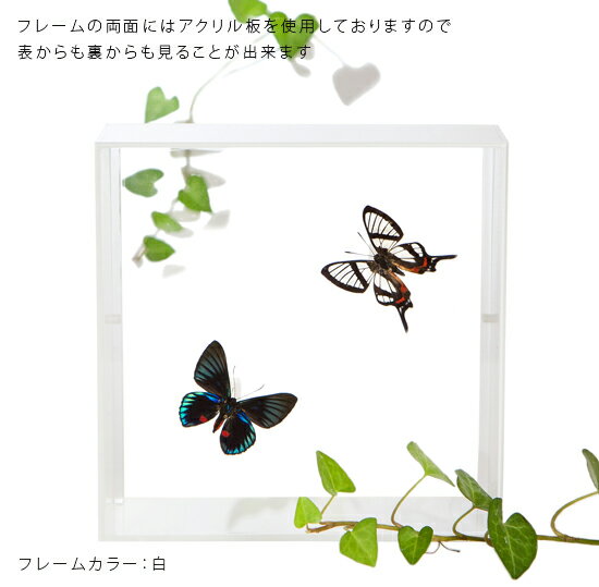 昆虫標本 蝶の標本 シジミタテハ 2頭 アクリルフレーム 15cm角 黒 3