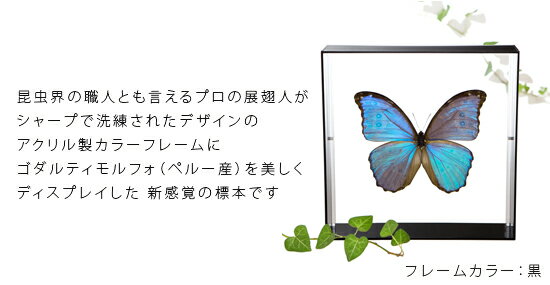 昆虫標本 蝶の標本 ゴダルティモルフォ ペルー産 アクリルフレーム 20cm角 白 2