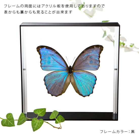 ����ɸ�� ĳ��ɸ�� ������ƥ����ե� �ڥ롼�� �������ե졼�� 20cm�� ��