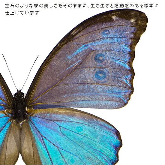 昆虫標本 蝶の標本 ゴダルティモルフォ ペルー...の紹介画像2