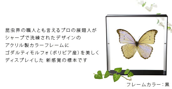 昆虫標本 蝶の標本 ゴダルティモルフォ ボリビ...の紹介画像2