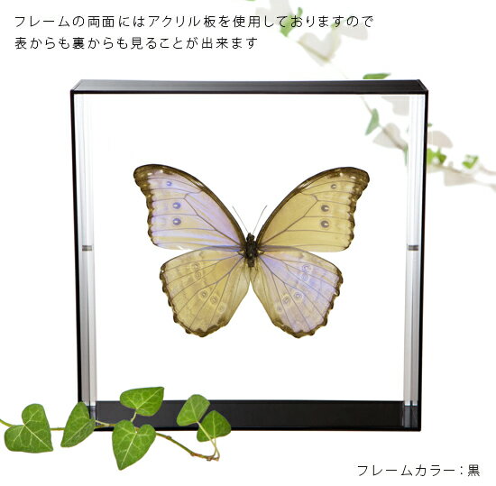 昆虫標本 蝶の標本 ゴダルティモルフォ ボリビ...の紹介画像3