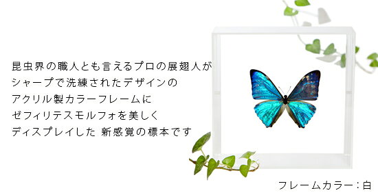 昆虫標本 蝶の標本 ゼフィリテスモルフォ アク...の紹介画像2