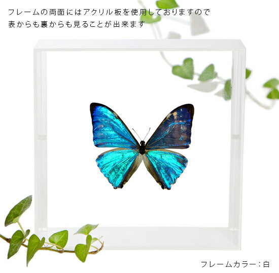 昆虫標本 蝶の標本 ゼフィリテスモルフォ アク...の紹介画像3