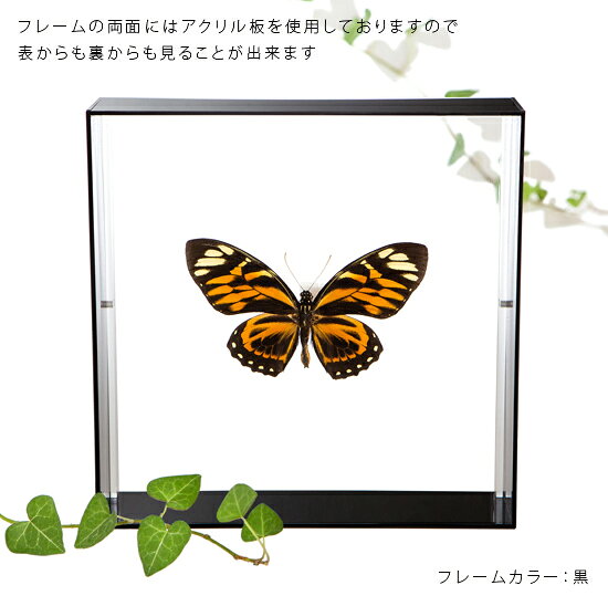 ����ɸ�� ĳ��ɸ�� �����쥦�������� �������ե졼�� 20cm�� ��