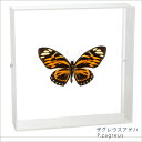 昆虫標本 蝶の標本 ザグレウスアゲハ アクリルフレーム 20cm角 白