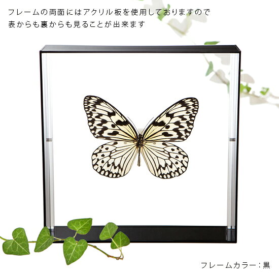 ����ɸ�� ĳ��ɸ�� �������ޥ��� �������ե졼�� 20cm�� ��