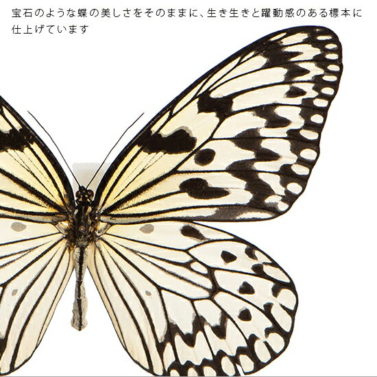 昆虫標本 蝶の標本 オオゴマダラ メタリック調ライトフレーム 24cm角 2