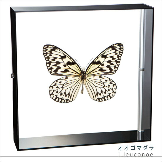 昆虫標本 蝶の標本 オオゴマダラ アクリルフレーム 20cm角 黒