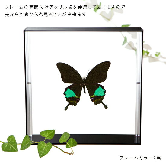 ����ɸ�� ĳ��ɸ�� ����ʥ���󥢥��� �������ե졼�� 20cm�� ��