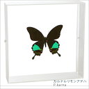 昆虫標本 蝶の標本 カルナルリモンアゲハ アクリルフレーム 20cm角 白