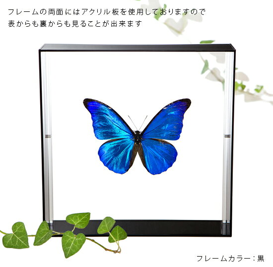 ����ɸ�� ĳ��ɸ�� ��ƥΡ�����ե� �������ե졼�� 20cm�� ��
