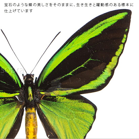 昆虫標本 蝶の標本 メガネアゲハ メタリック調...の紹介画像2
