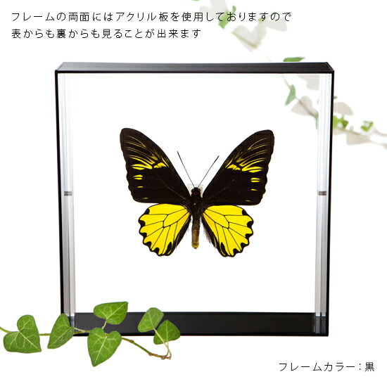 昆虫標本 蝶の標本 アンフリサスキシタアゲハ アクリルフレーム 20cm角 黒 3