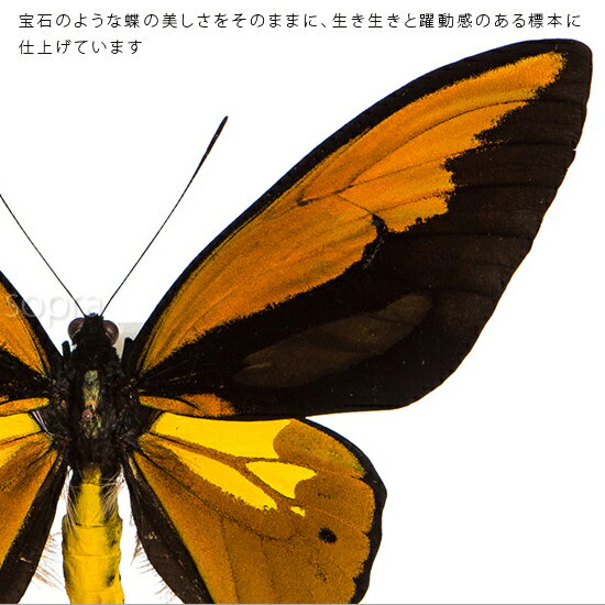 昆虫標本 蝶の標本 アカメガネアゲハ メタリック調ライトフレーム 24cm角 2
