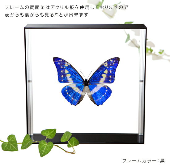 ����ɸ�� ĳ��ɸ�� ���ץꥹ���ե� �������ե졼�� 20cm�� ��
