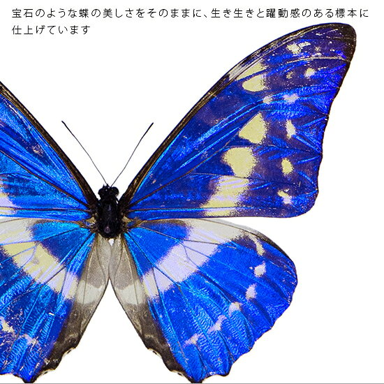 昆虫標本 蝶の標本 キプリスモルフォ メタリック調ライトフレーム 24cm角