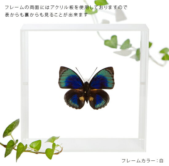 ����ɸ�� ĳ��ɸ�� �٥��ƥ��ե����ߥ������ƥ� �������ե졼�� 15cm�� ��