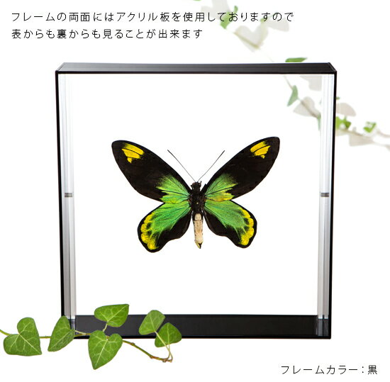 ����ɸ�� ĳ��ɸ�� �ӥ��ȥꥢ�ȥ�Хͥ����� �������ե졼�� 20cm�� ��