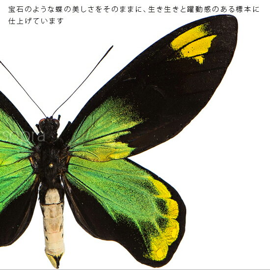 昆虫標本 蝶の標本 ビクトリアトリバネアゲハ メタリック調ライトフレーム 24cm角 2