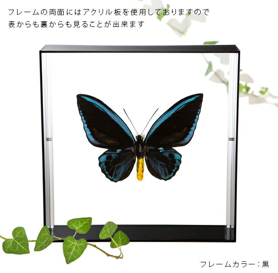 昆虫標本 蝶の標本 アオメガネアゲハ アクリルフレーム 20cm角 黒 3