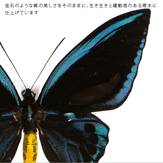 ソプラノの昆虫標本 蝶の標本 アオメガネアゲハ メタリック調ライトフレーム 24cm角｜アングル2