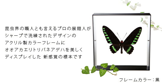 昆虫標本 蝶の標本 オオアカエリトリバネアゲハ アクリルフレーム 20cm角 黒 2