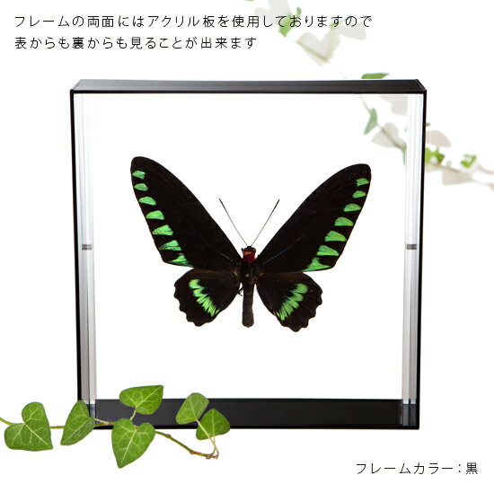 昆虫標本 蝶の標本 オオアカエリトリバネアゲハ アクリルフレーム 20cm角 黒 3