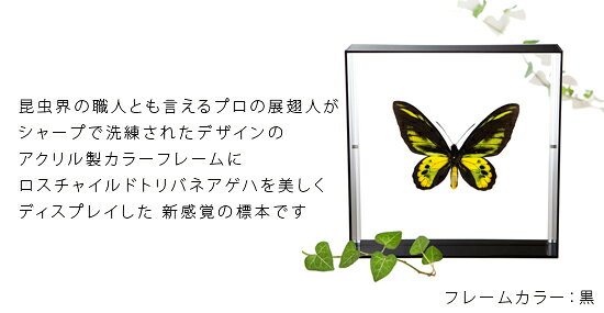 昆虫標本 蝶の標本 ロスチャイルドトリバネアゲハ アクリルフレーム 20cm角 白