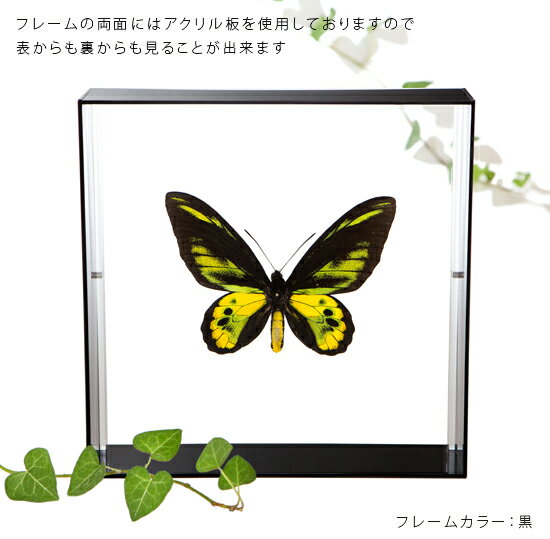 ����ɸ�� ĳ��ɸ�� �������㥤��ɥȥ�Хͥ����� �������ե졼�� 20cm�� ��