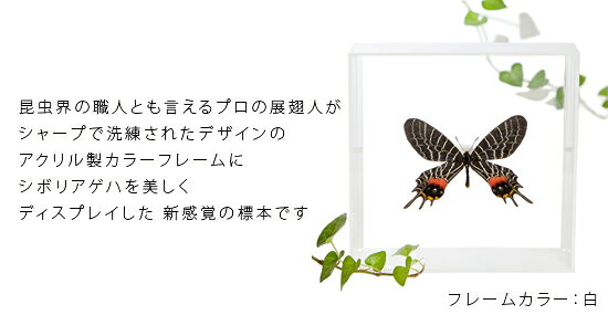 昆虫標本 蝶の標本 シボリアゲハ アクリルフレーム 15cm角 黒 2